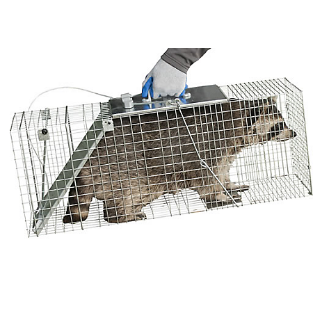 Permanent Rat Control — Wildlife Company LLC