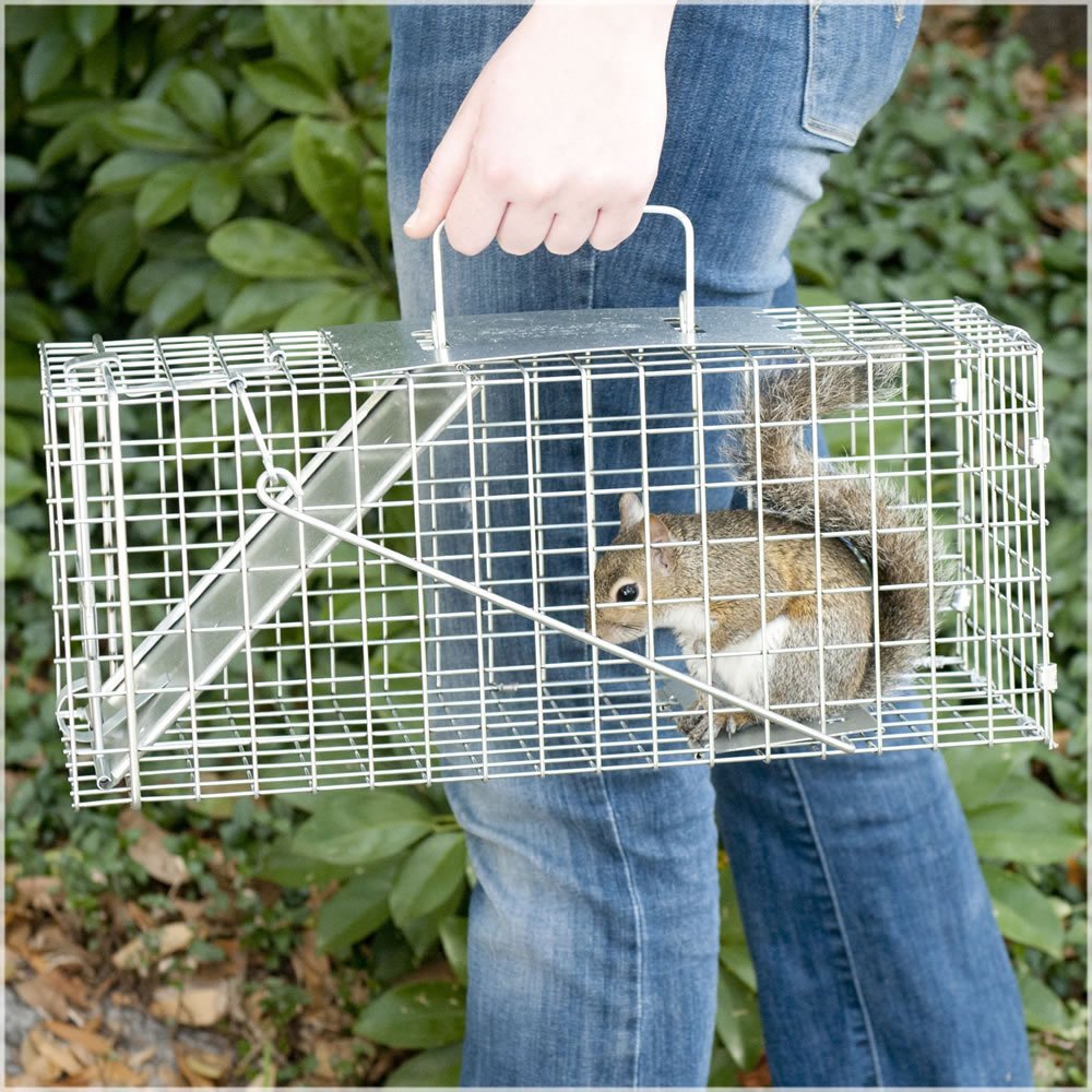 Squirrel Removal & Control, Animal Removal, Wildlife Removal